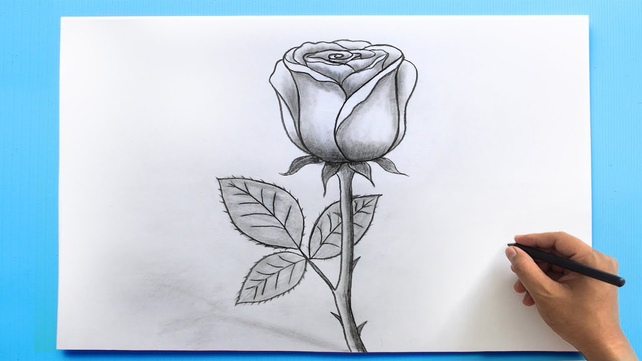 Drawing:kkbuebxxlzy= Rose